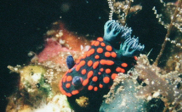 Nembrotha spB